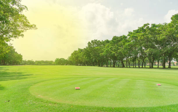 istock Starter green grass in golf court and garden background. 1037577460