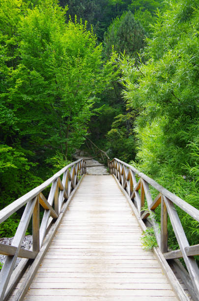 istock Wooden Bridge To Nature 1037578276
