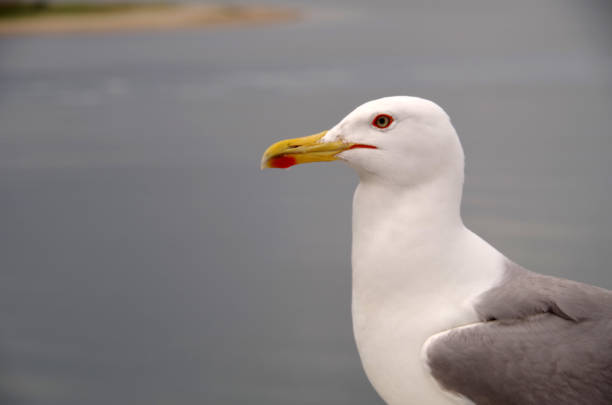 istock The King Of The Sea 1037584702