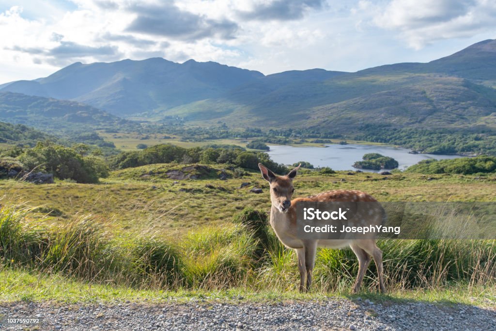 Deer animal against landscape Lady's View at Killarney National Park Killarney National Park - Ireland Stock Photo