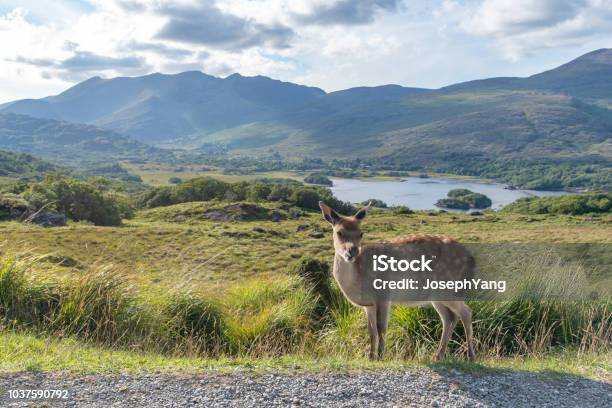 Deer Animal Against Landscape Stock Photo - Download Image Now - Killarney National Park - Ireland, Deer, Animal