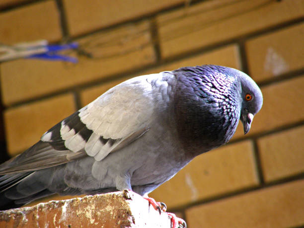 istock Pigeon watches from the height 1037603940