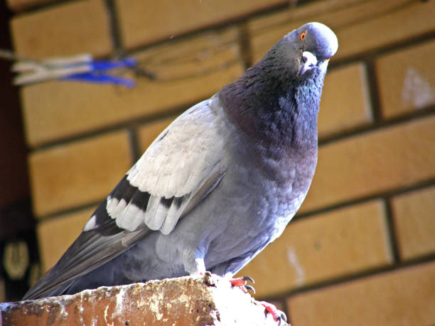 istock Pigeon watches from the terrace 1037604244