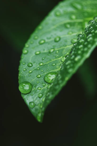 istock close up of green leaf with water drops after rain 1037604346