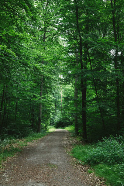 istock path in green beautiful forest in Wurzburg, Germany 1037604838