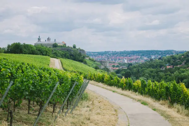 green vineyard, road and town in Wurzburg, Germany