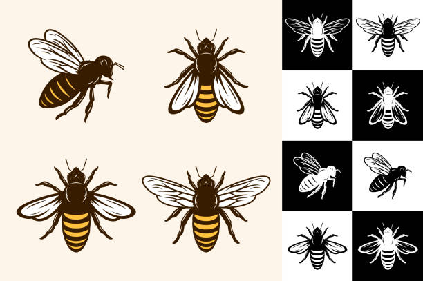 Vector bee icons Vector bee icons collection on different backgrounds. bee stock illustrations