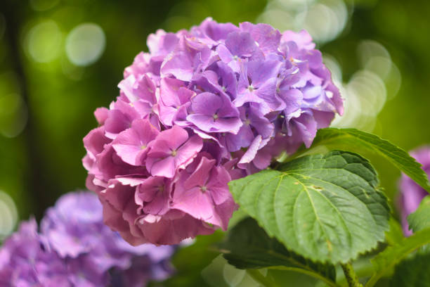 istock Purple pink Hydrangea (Hortensia) on green blurred background 1037608254