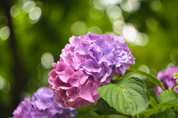 istock Purple pink Hydrangea (Hortensia) on green blurred background 1037608386
