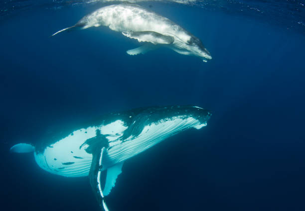 istock Humpback whale mother and calf 1037609558