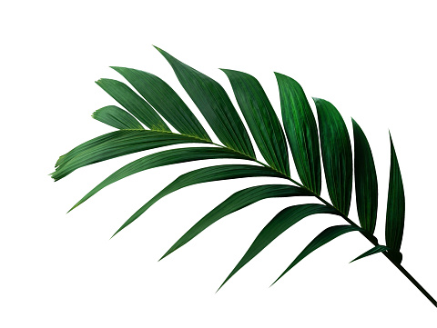 Tropical green leaf palm plant isolated on white background, clipping path included
