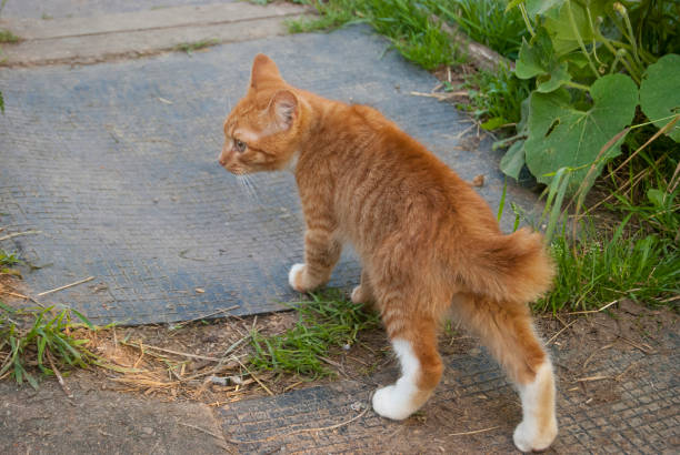 A young red-haired kitten stands on the garden path. Back view.