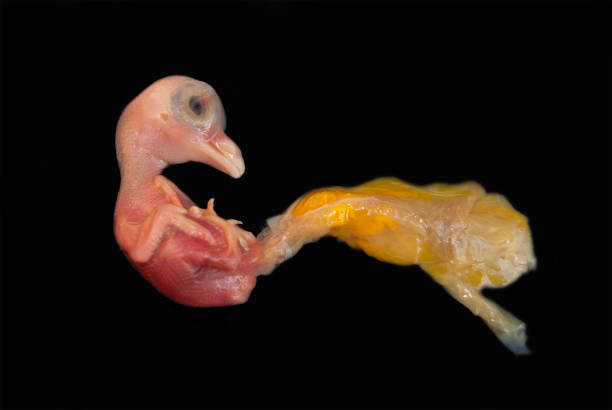 embrione morto di un piccione - hatchling yellow small nature foto e immagini stock