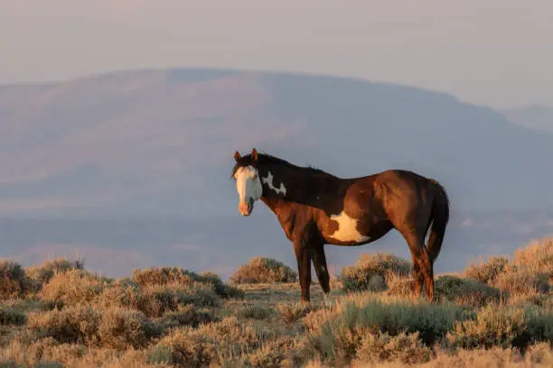 Photo of Beautiful Wild Horse in the High Desert