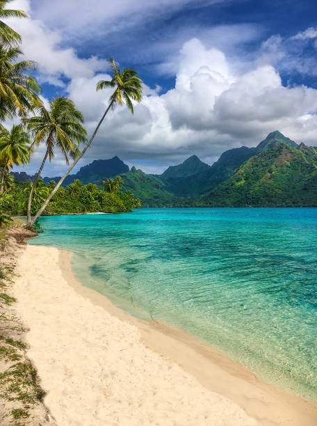 istock Moorea's Idyllic Opunohu Bay 1037623814