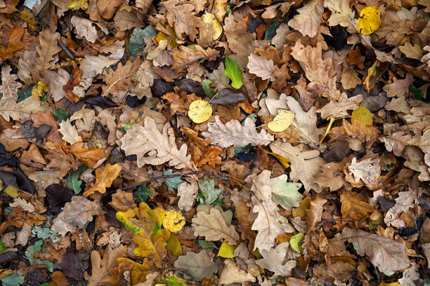 istock background of autumn colored leaves 1037624124