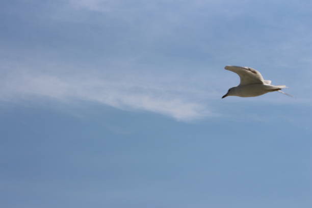 istock Seagull flying in a blue sky 1037624798
