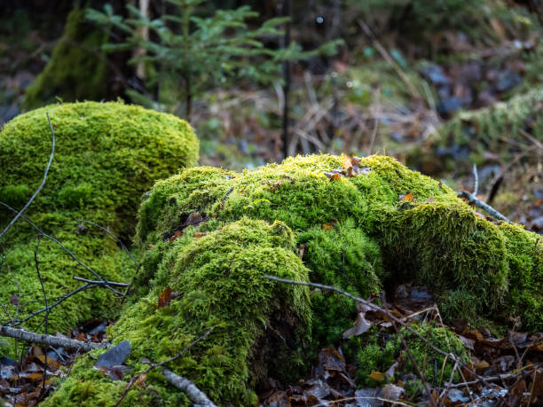 istock Green moss on an old stump in the forest 1037630244