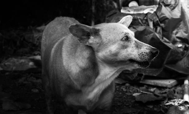 istock Dog mixed breed  homeless in thailand. 1037630492