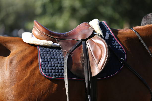 istock Sport horse standing  during competition under saddle outdoors 1037630672