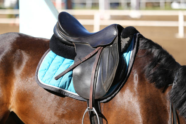istock Sport horse standing  during competition under saddle outdoors 1037630698