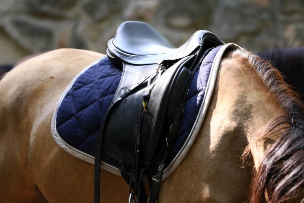 istock Sport horse standing  during competition under saddle outdoors 1037630722