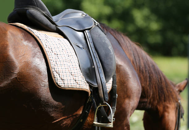 istock Sport horse standing  during competition under saddle outdoors 1037630730