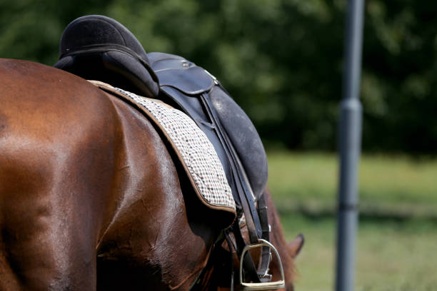 istock Sport horse standing  during competition under saddle outdoors 1037630736