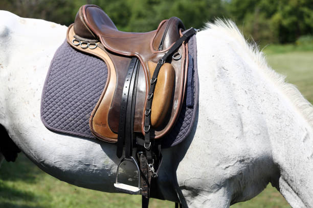 istock Sport horse standing  during competition under saddle outdoors 1037630742