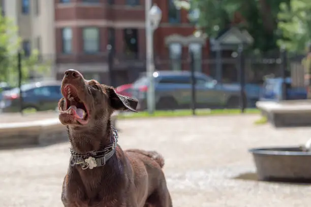Photo of Dog barking loudly at a dog park in the city