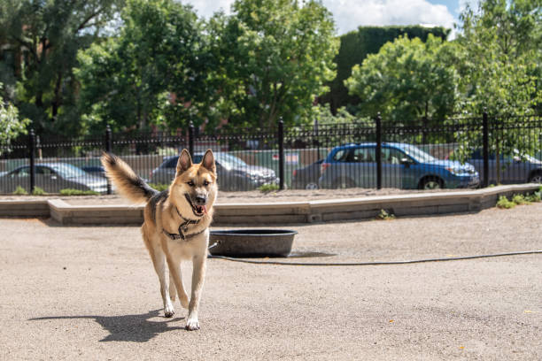 psy bawiące się w parku dla psów w mieście - dog retrieving german shepherd pets zdjęcia i obrazy z banku zdjęć