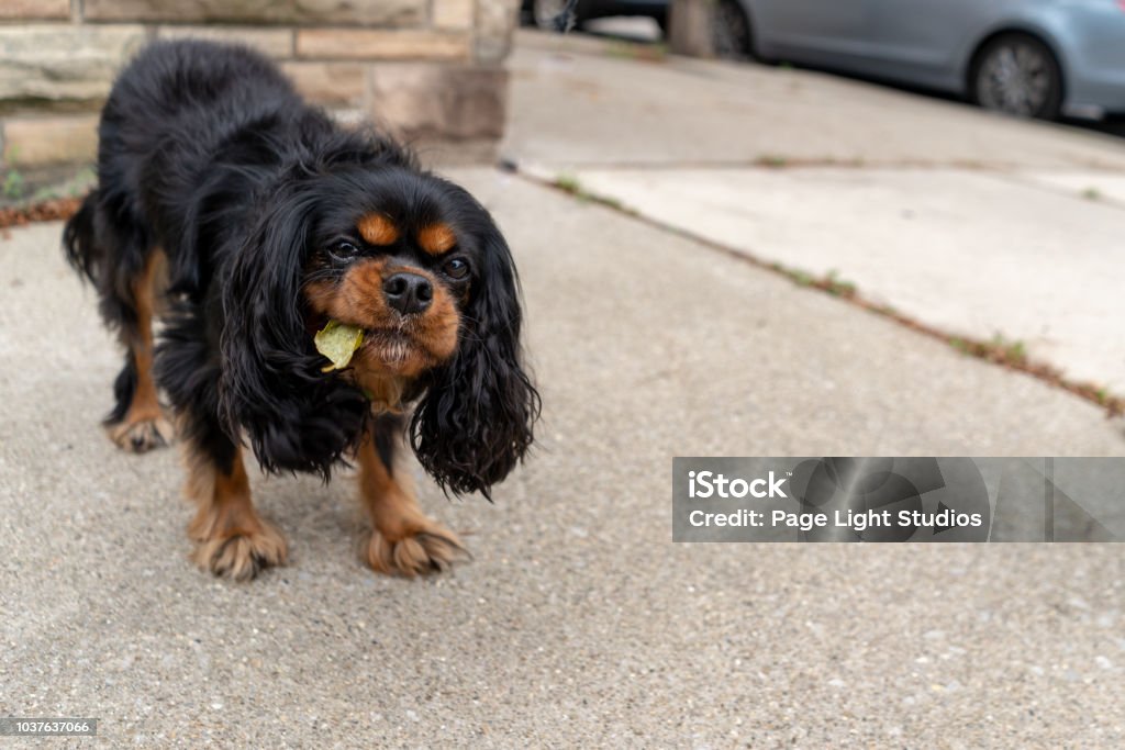 Cute Cavalier King Charles Spaniel eating a leaf off the ground. Closeup of a cute, silly dog eating a leaf off the ground while out for a walk in the city. Cavalier King Charles Spaniel, black and tan colored. Dog Stock Photo