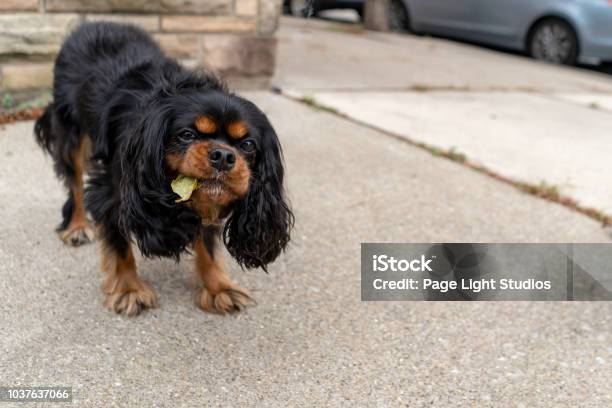 Cute Cavalier King Charles Spaniel Eating A Leaf Off The Ground Stock Photo - Download Image Now