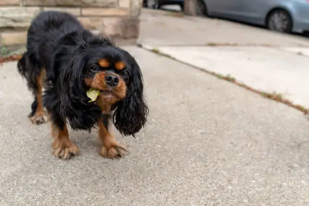 Closeup of a cute, silly dog eating a leaf off the ground while out for a walk in the city. Cavalier King Charles Spaniel, black and tan colored.