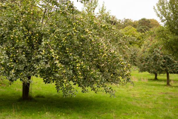 istock Apple tree full of ripe fruit. 1037639508