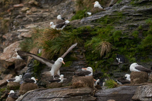 istock Black-browed Albatross coming in to land 1037639654