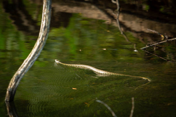 istock Large Grass snake swimming accross a lake. 1037640406