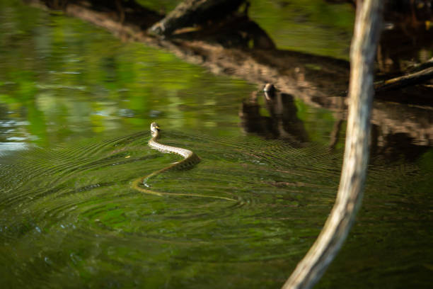 istock Grass snake swimming accross a lake in the UK. 1037640542