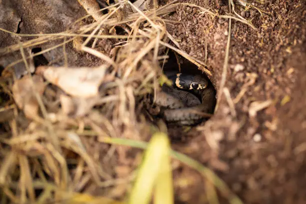 A Grass snake coiled in a hole with the bright coloured band clearly showing behind its head. Bodenham, Herefordshire, UK.