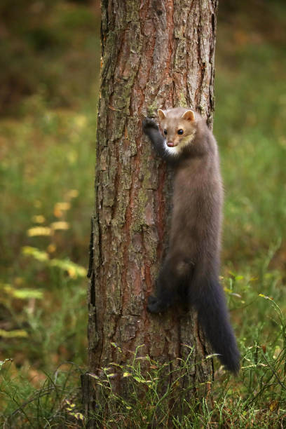 istock Stone marten climb on the tree in forest - Martes foina 1037642960