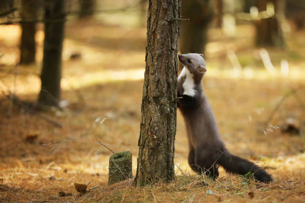 istock Stone marten sniff on the tree trunk - Martes foina 1037642978
