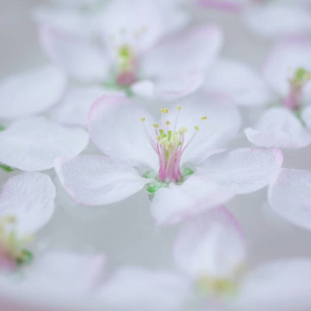 istock White flowers floating in water 1037643860