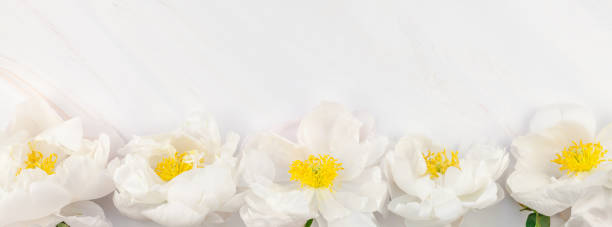 istock White peony flowers on marble background 1037645516