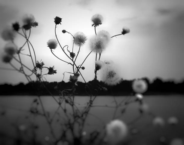istock Black and white photography with white dandelions 1037646790