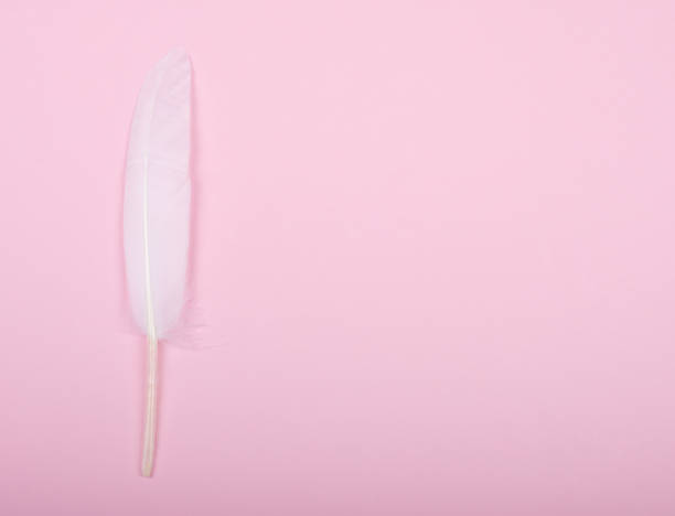 istock White feather as a quill pen on a pastel pink background 1037647246