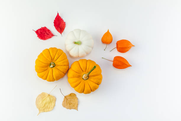 Orange white pumpkins dried flowers and leaves stock photo
