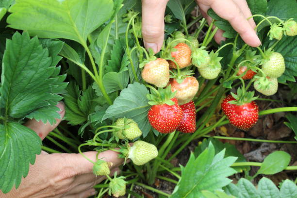 istock Strawberry in the female palms 1037650828