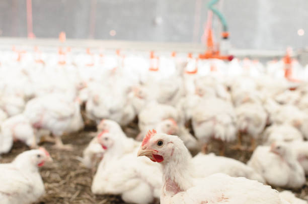 農場で鶏のクローズ アップ - chicken bird close up domestic animals ストックフォトと画像