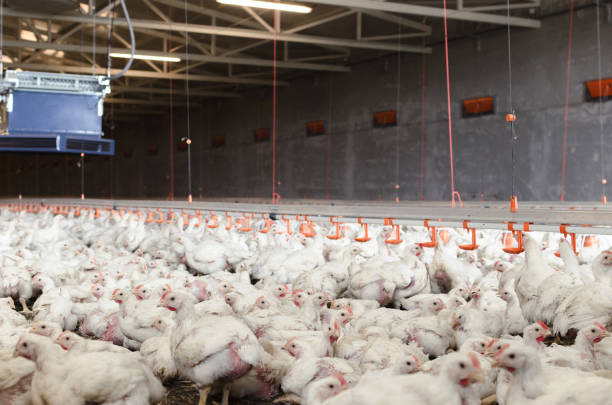 istock Lot of white chickens on farm 1037653656
