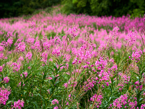 Large field of vibrant and blooming rosebay willowherb
